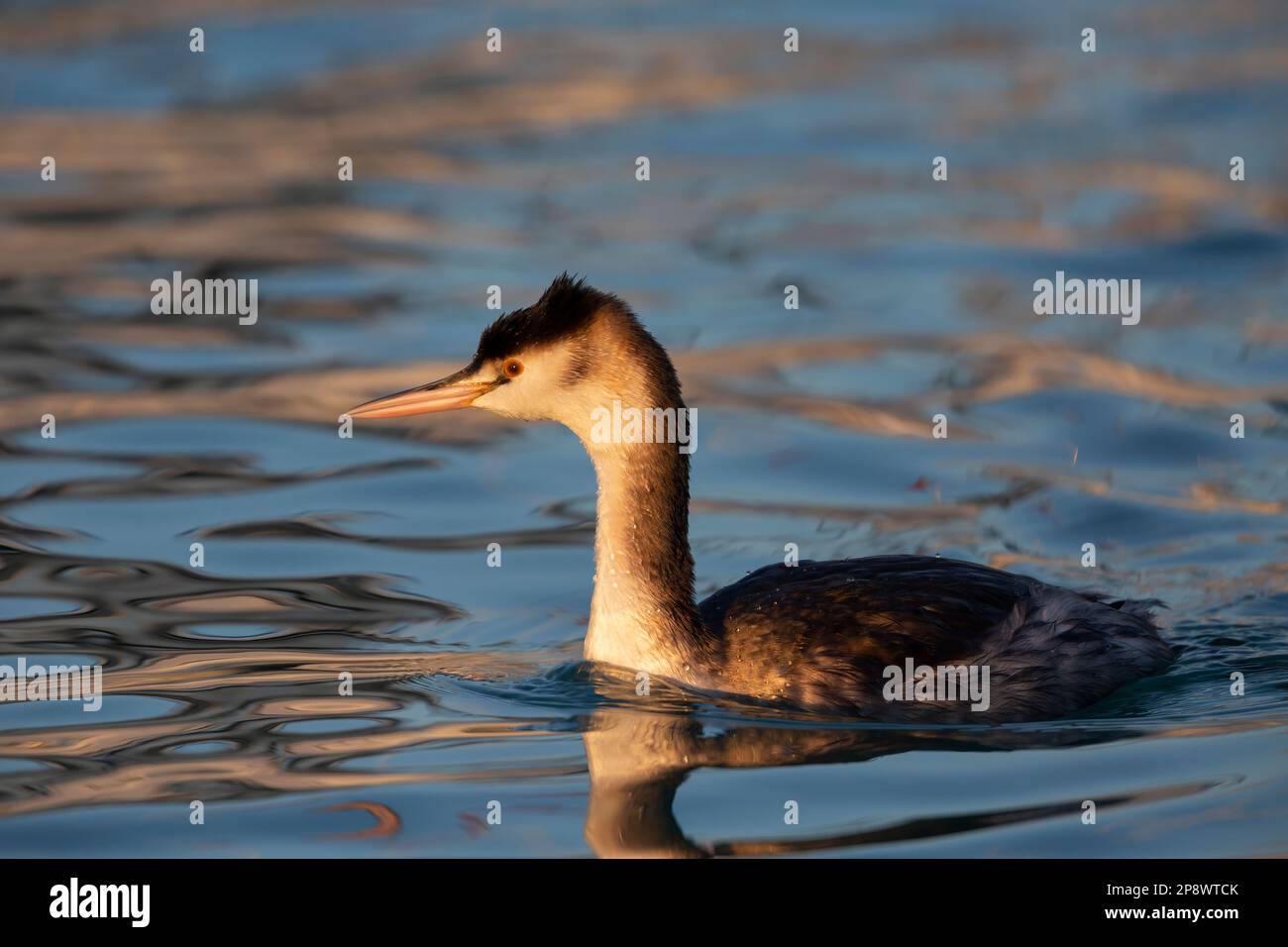 Friedlicher Moment: Great Crested Grebe in einem malerischen Hafen. Stockfoto