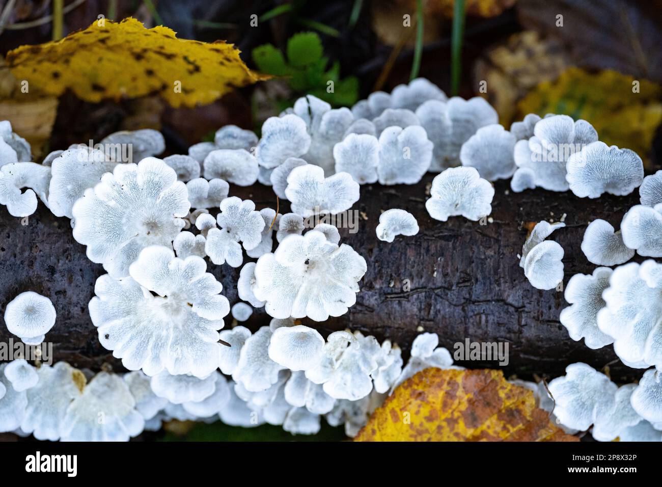 Weiße Pilze auf einem toten Ast im Wald Stockfoto