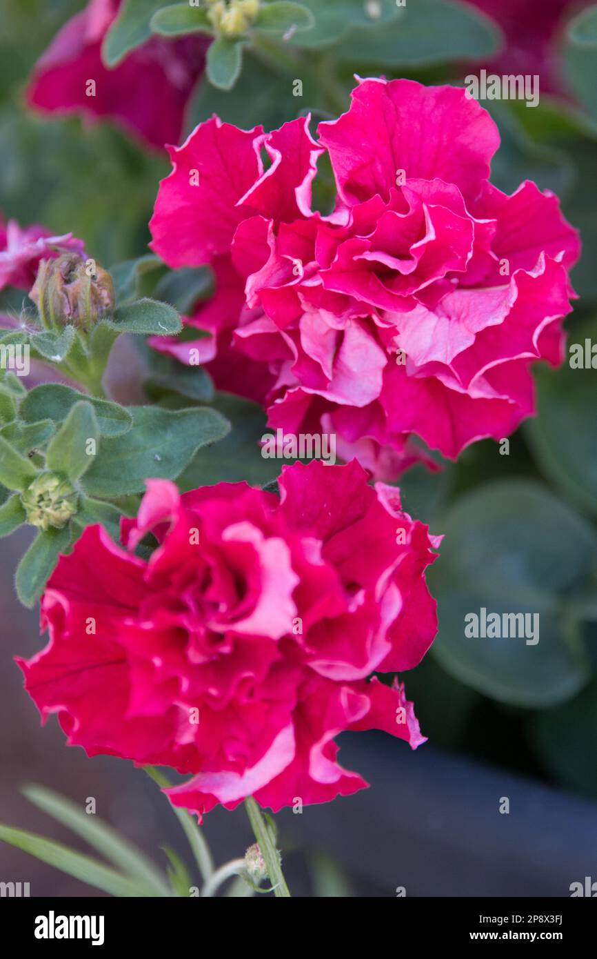 Rote doppelte Petunienblumen Stockfoto