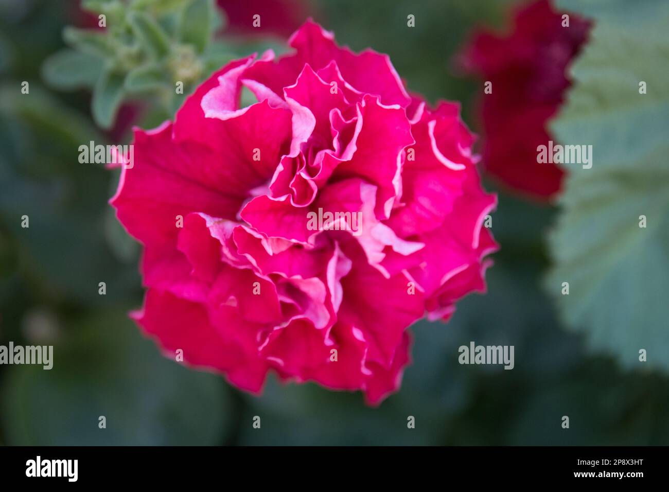Rote doppelte Petunienblume Stockfoto