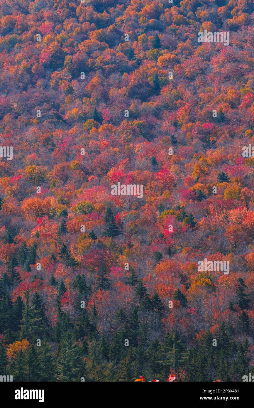 Wälder in New hampshire mit wunderschönen Herbstfarben Stockfoto