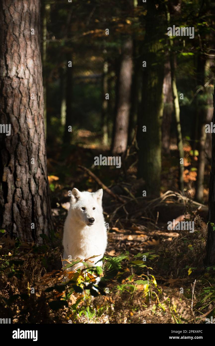Porträt des weißen Wolfs in der Sonne mit Wald im Hintergrund Stockfoto