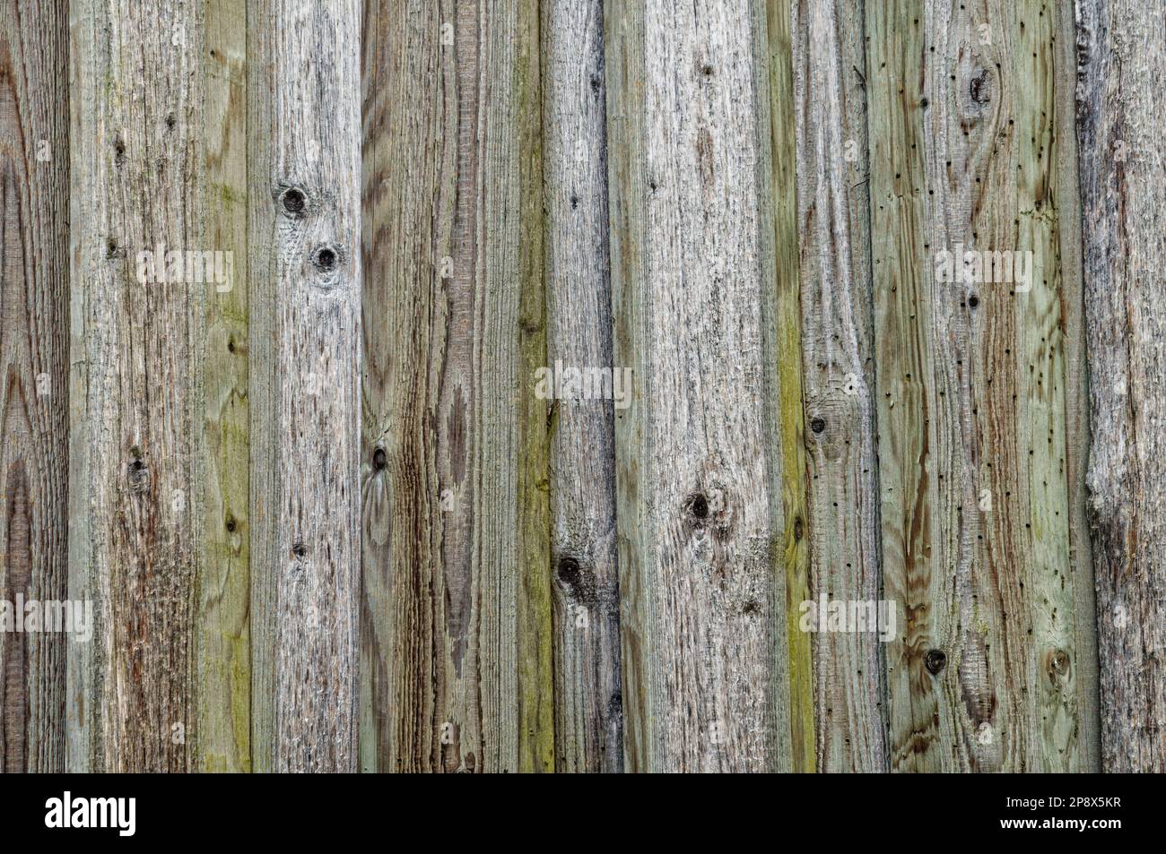 Nahaufnahme einer Holzstruktur mit grüner Farbgebung Stockfoto