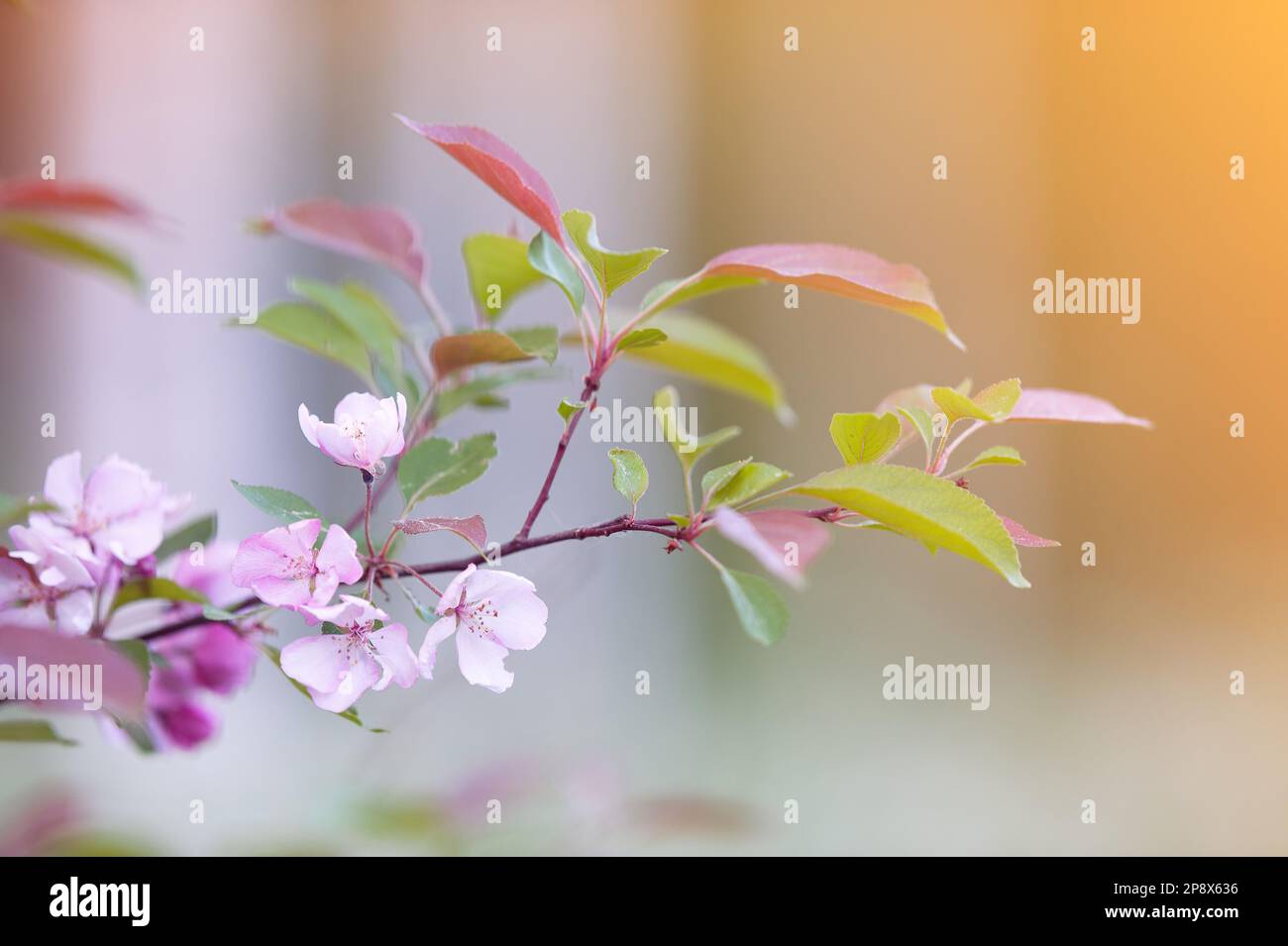 Krabbenapfelblüten in voller Blüte im Frühling vor unscharfem Hintergrund. Selektiver Fokus und geringe Tiefenschärfe. Stockfoto