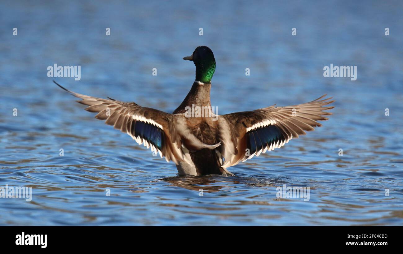 Drake Stockente flattert im Winter an einem See mit den Flügeln Stockfoto