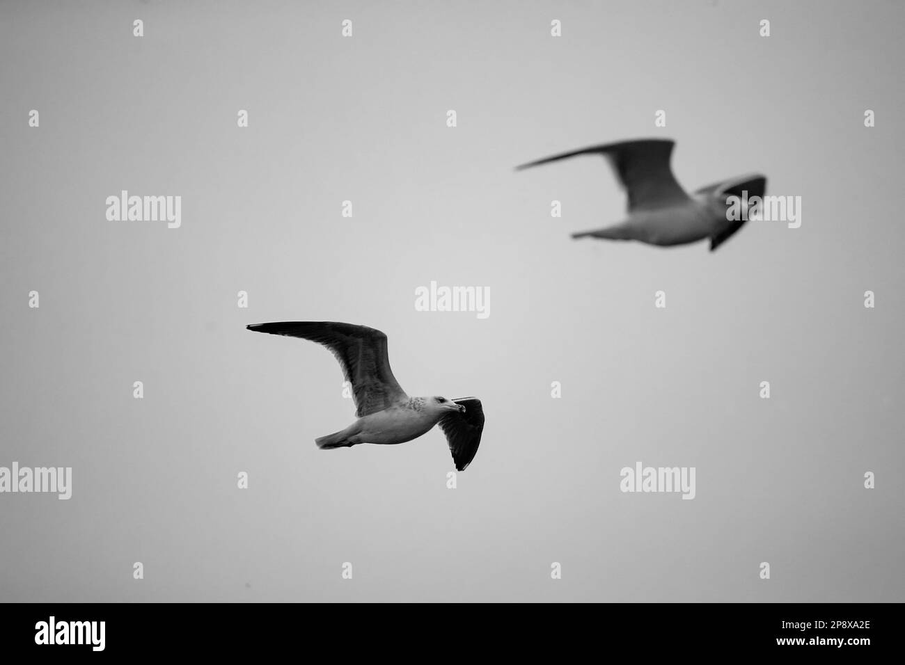 Fliegende junge Heringsmull. Norwegen Stockfoto