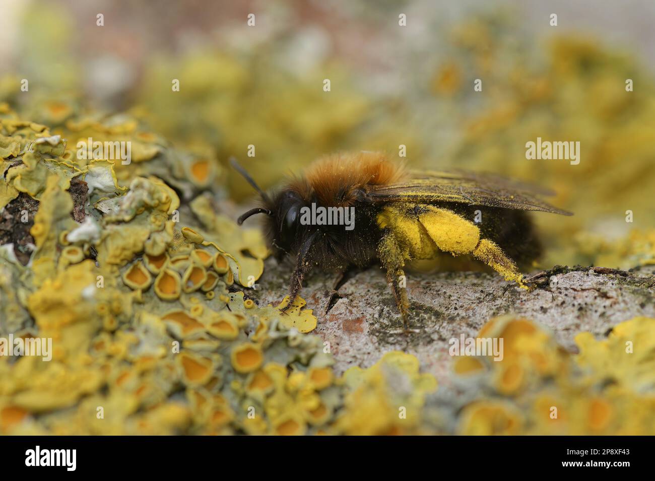 Natürliche Nahaufnahme einer weiblichen Clarkes Bergbaubiene, Andrena Clarkella, beladen mit gelben Weidenpollen Stockfoto