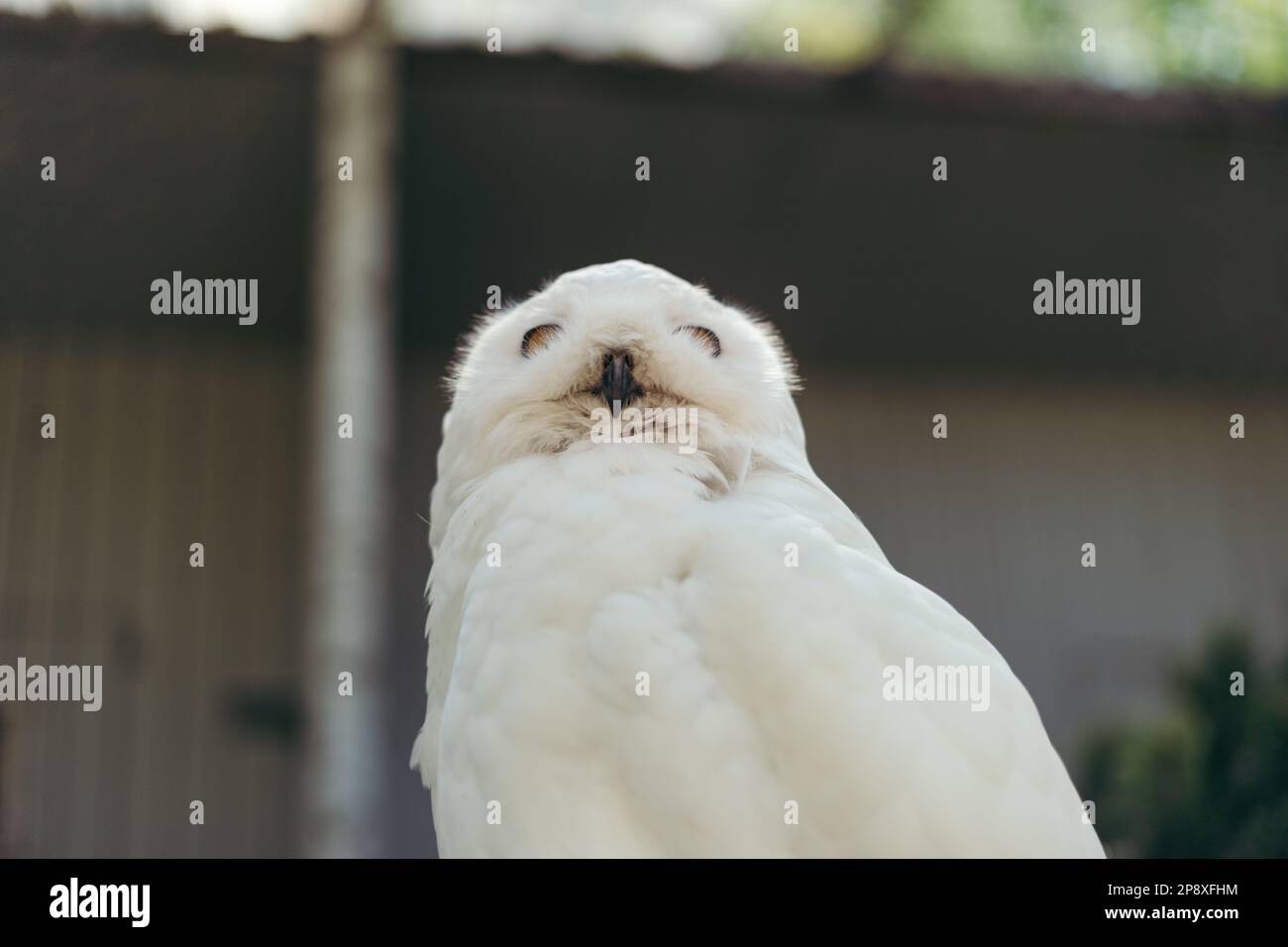 Nahaufnahme einer herrlichen verschneiten Eule Stockfoto