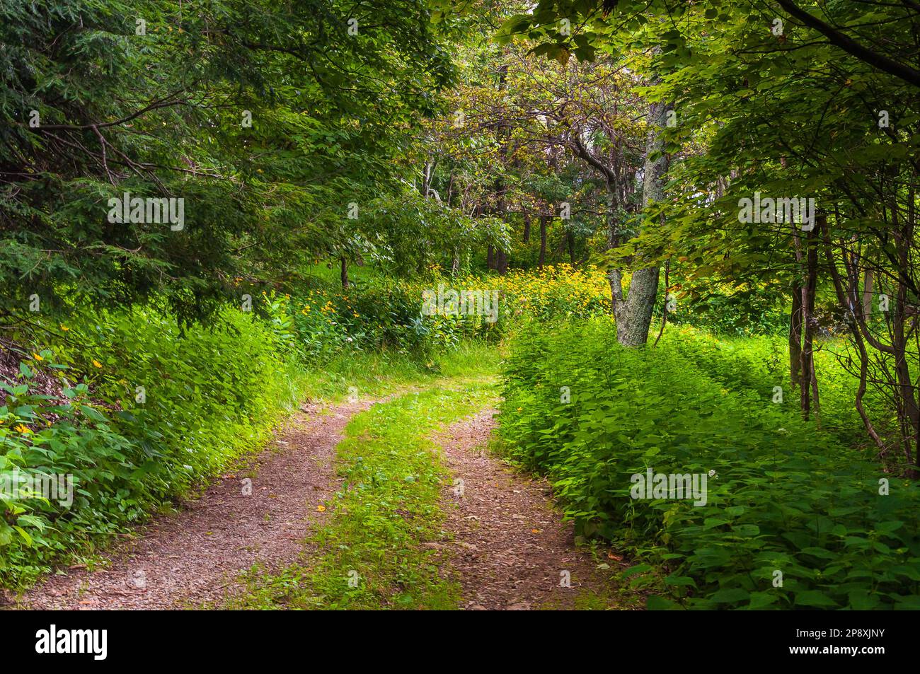 Wandern auf einer alten Straße in den Appalachen, Virginia, USA, Virginia Stockfoto