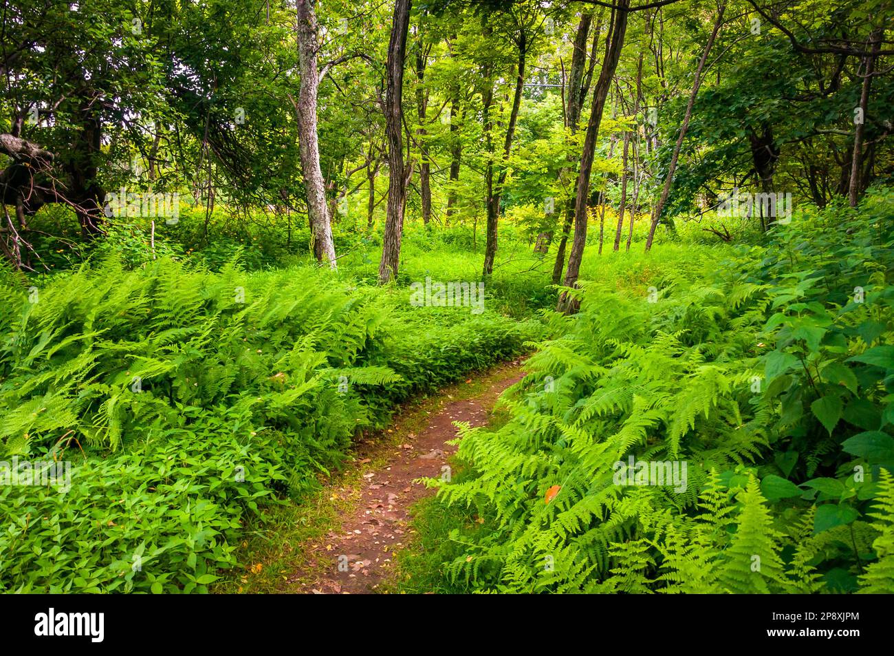 Farne und Wildblumen, Virginia, USA, Virginia Stockfoto