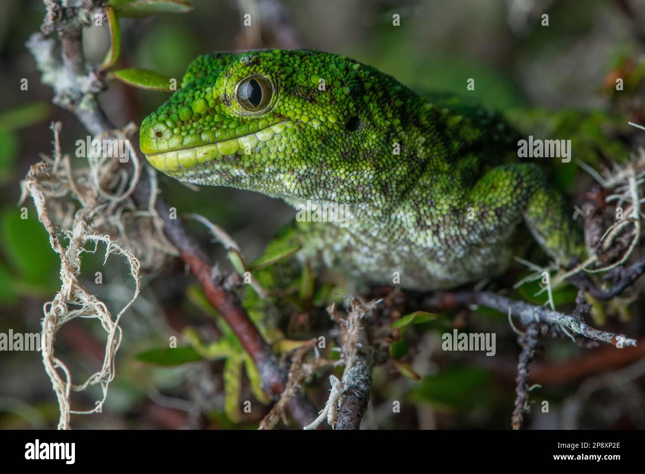Ein Porträt des vom Aussterben bedrohten rauen Gecko (Naultinus rudis), ein grünes Reptil, das auf der Südinsel in Aotearoa Neuseeland endemisch ist. Stockfoto