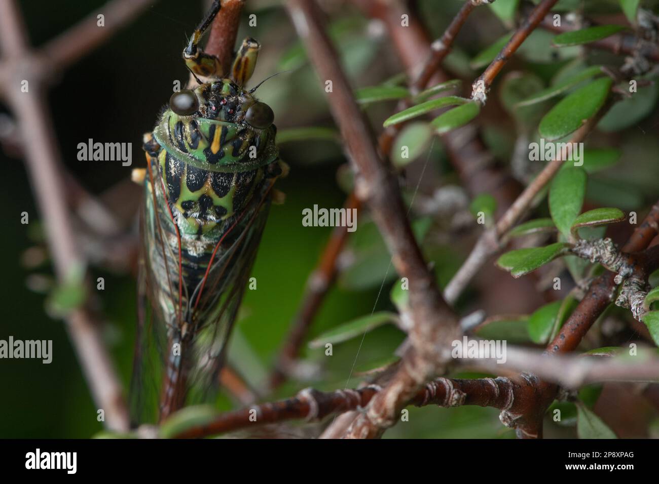 Ein erwachsener Chor cicada, Amphipsalta zelandica, hoch oben auf einem coprosma-Busch in der canterbury-Region von Aotearoa Neuseeland. Stockfoto