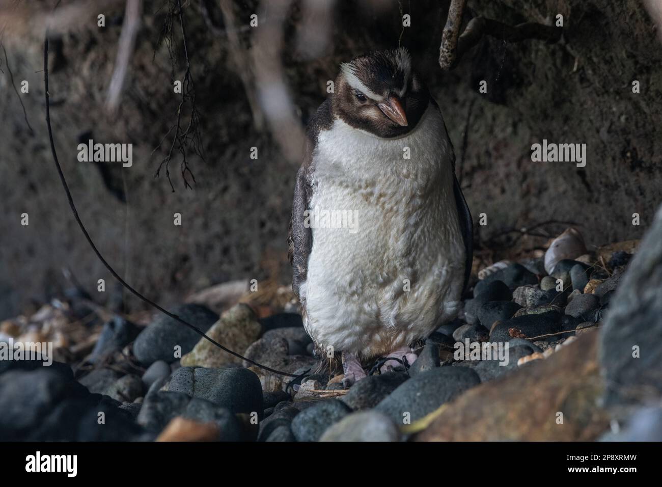 Fiordland-Kammpinguin, Eudyptes pachyrhynchus, ein endemischer Vogel nach Aoteroa von Stewart Island in Neuseeland. Stockfoto