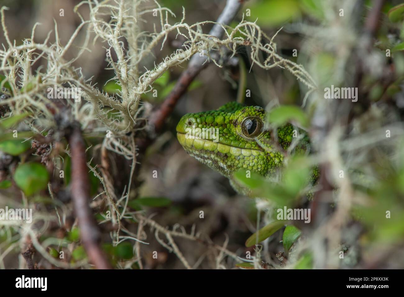 Ein rauer grüner Gecko (Naultinus rudis), der sich in einem Busch in Neuseeland versteckt. Stockfoto