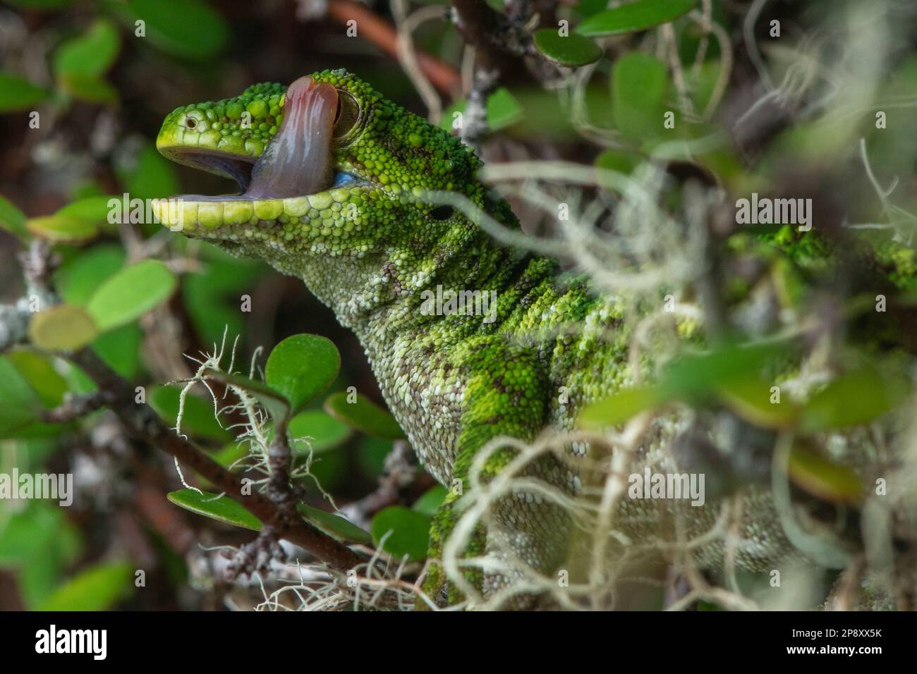 Ein rauer Gecko (Naultinus rudis) aus Neuseeland, der sich das Auge leckt. Diesen Eidechsen fehlen die Augenlider und sie können ihre Augen nur mit ihrer Zunge reinigen. Stockfoto