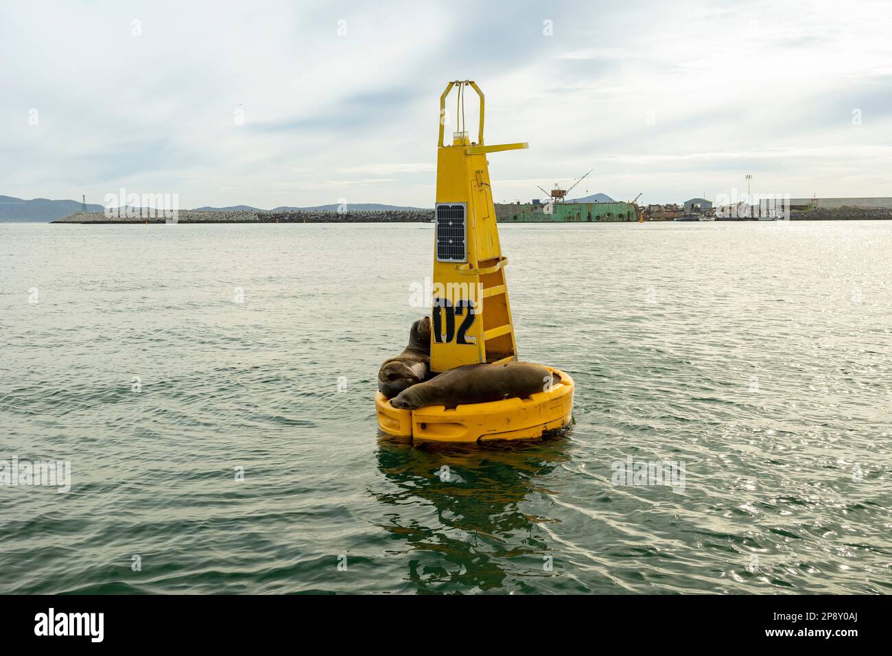 Ensenada, Baja California, Mexiko - Ein Paar Robben, die auf einer im Hafen schwimmenden Boje schlafen Stockfoto