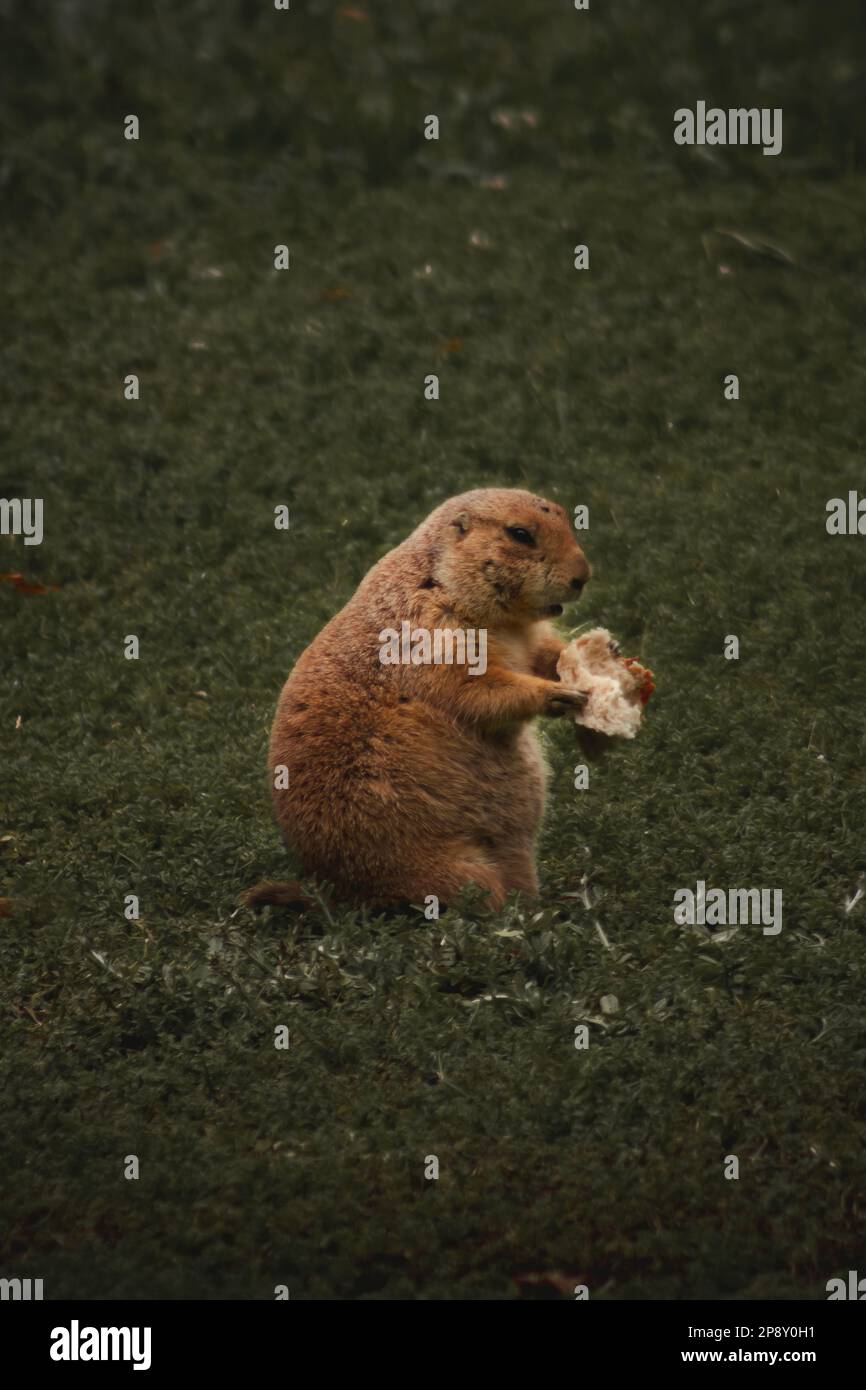 Curious Critter: Ein verspielter Präriehund spuckt Stockfoto