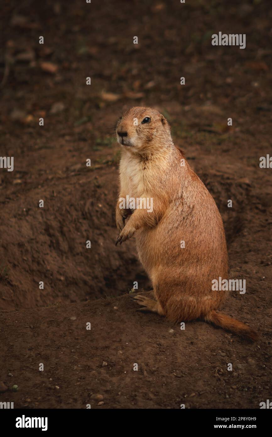 Curious Critter: Ein verspielter Präriehund spuckt Stockfoto