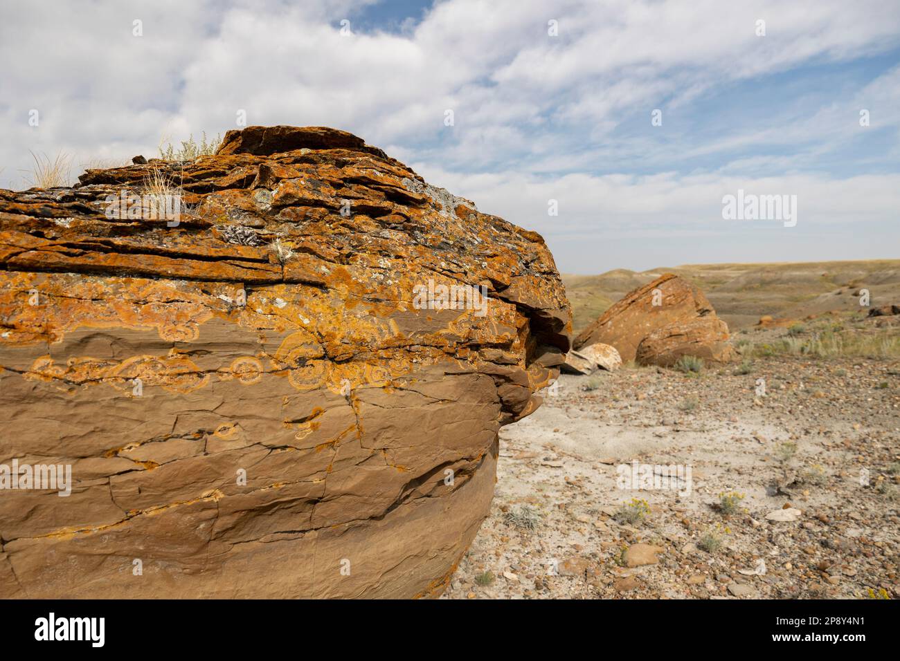 Felsbrocken aus nächster Nähe in Red Rock Coulee, Alberta, Kanada, im County of Forty Mile Stockfoto