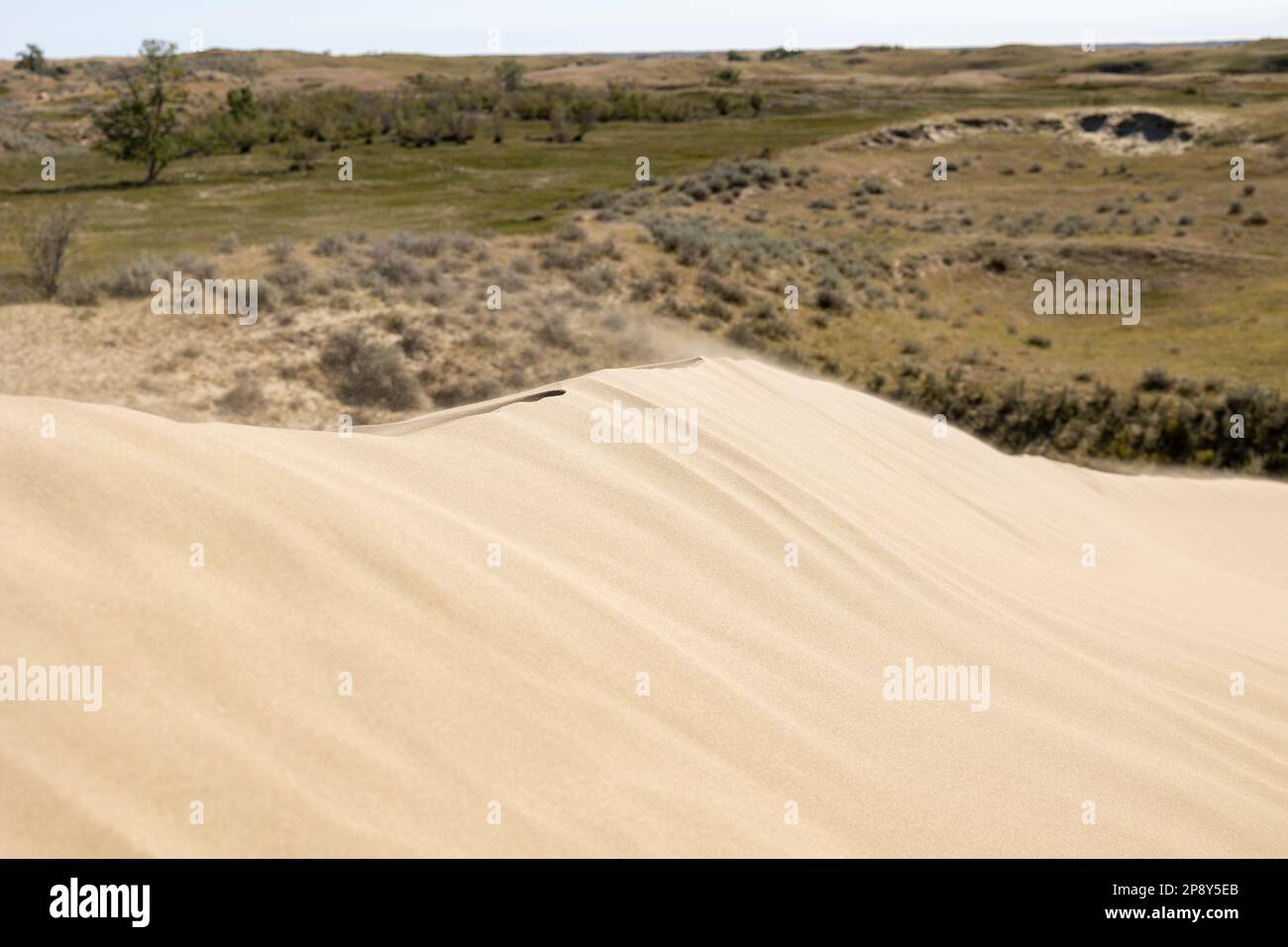 Sandkörner, die über den oberen Rand einer Düne in den Great Sand Hills, Saskatchewan, Kanada, treiben Stockfoto