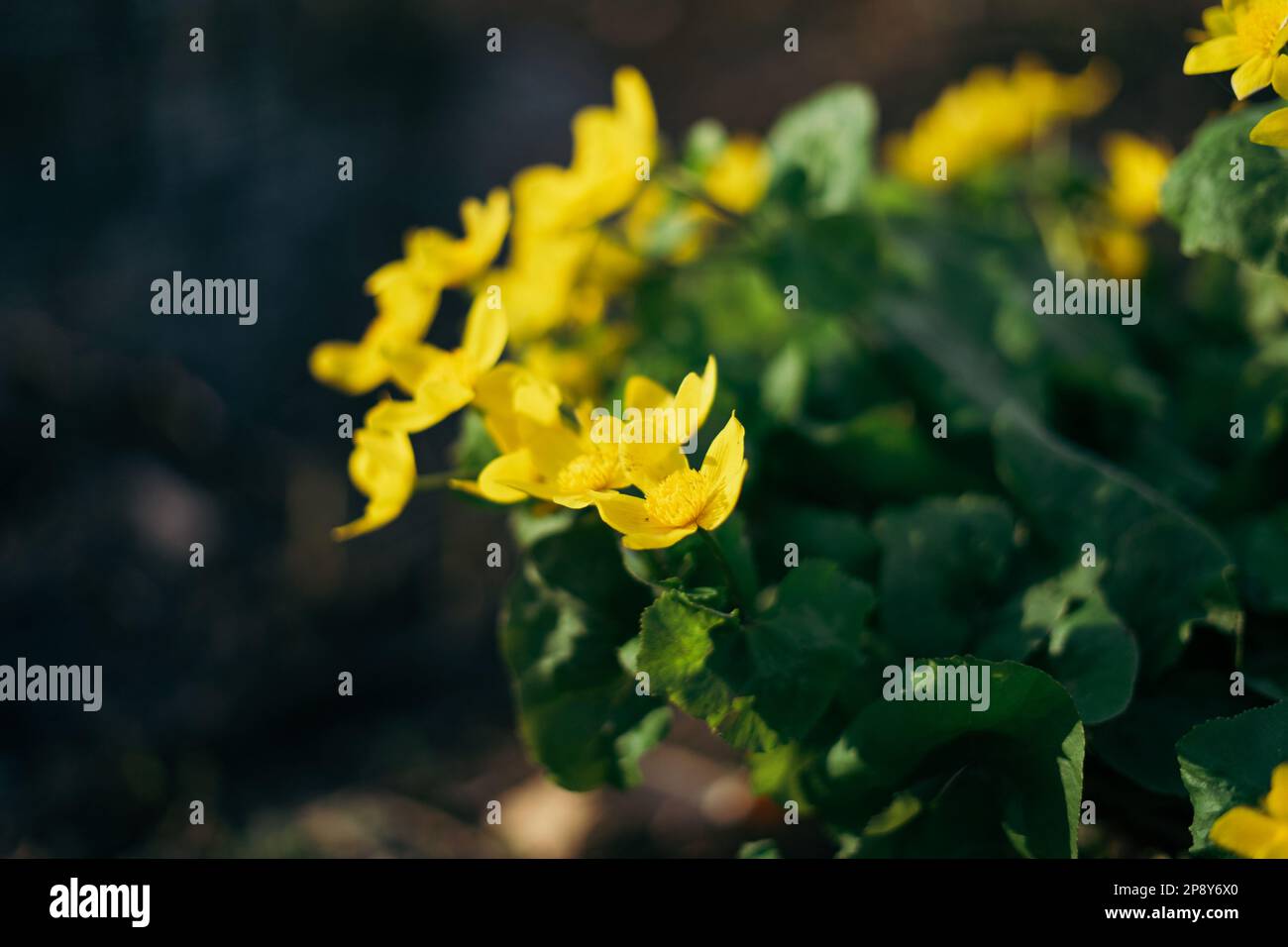 Caltha palustris, bekannt als Sumpfmarmeltier und Königspokal Stockfoto