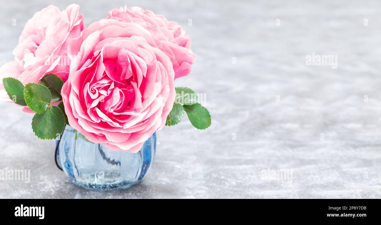 Pinkfarbene Rosen in Vase auf grauem Hintergrund, horizontal, Kopierbereich Stockfoto