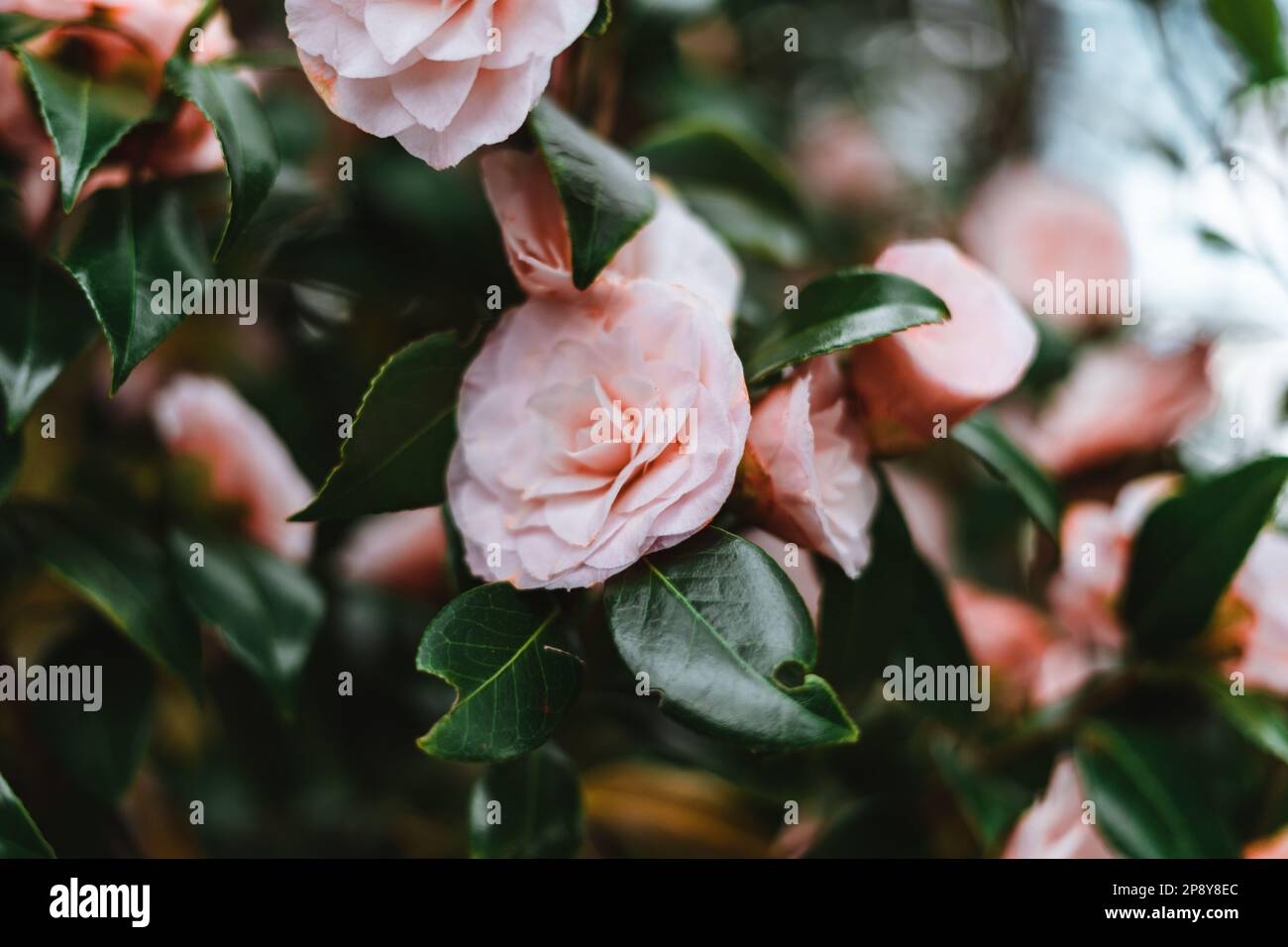 Rosa Camellia japonica, auch bekannt als gewöhnliche Kamelie, oder japanische Kamelie Stockfoto