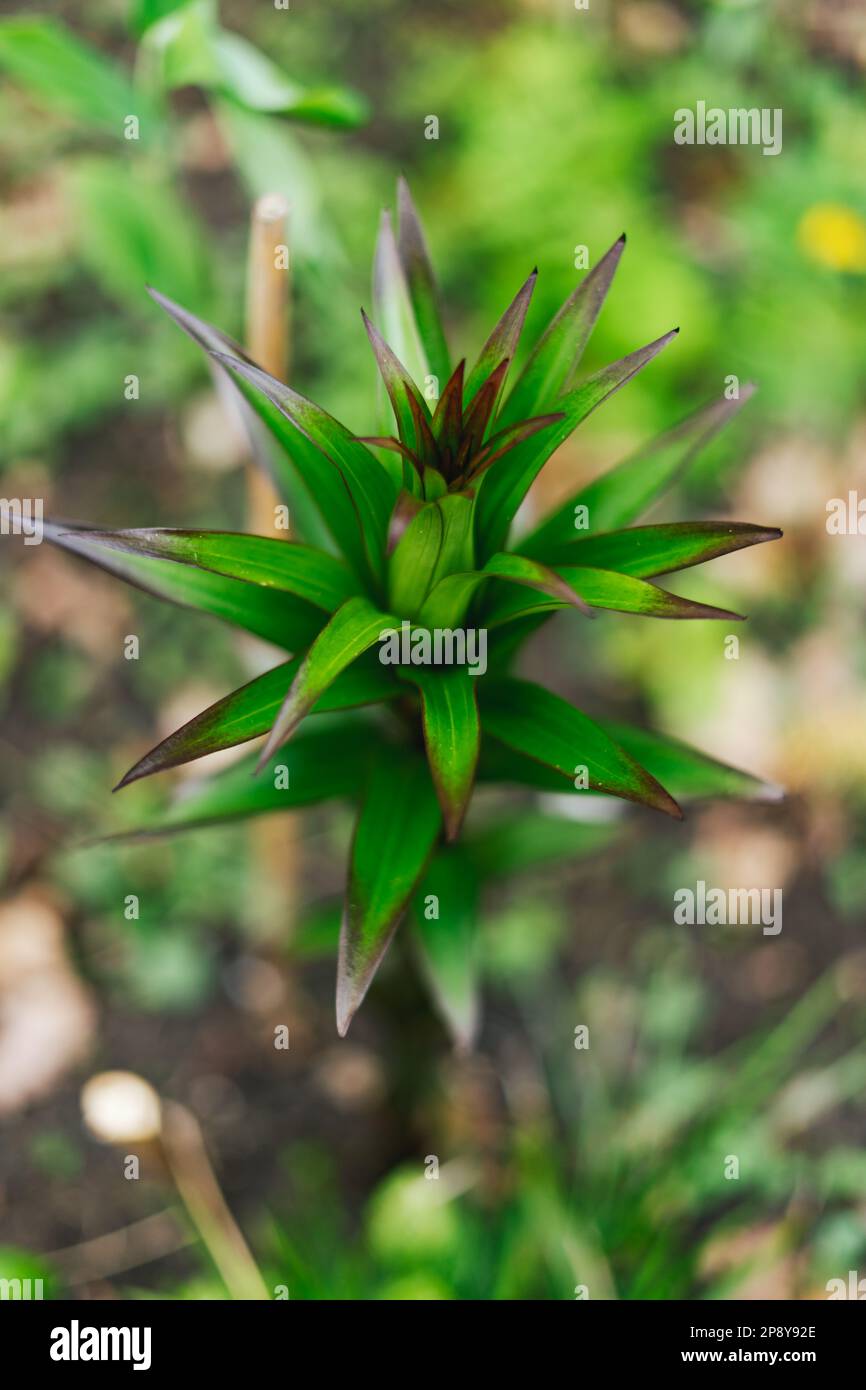 Dracophyllum ist eine Gattung von Pflanzen der Familie Ericaceae Stockfoto