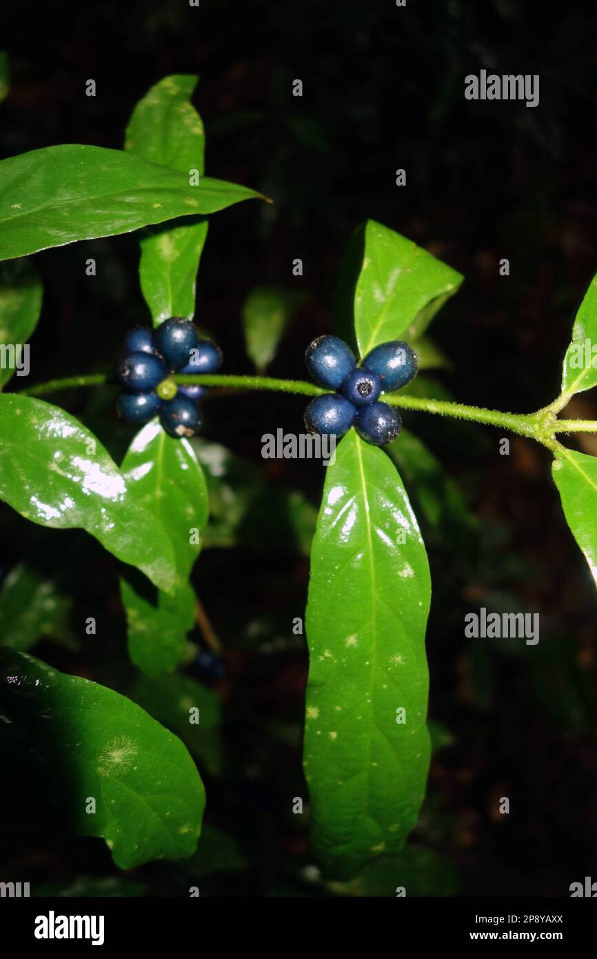 Einheimische untergeschossige Regenwaldpflanze (Lasianthus chlorocarpus) Fruiting, Josephine Falls, Wooroonooran National Park, Queensland, Australien Stockfoto