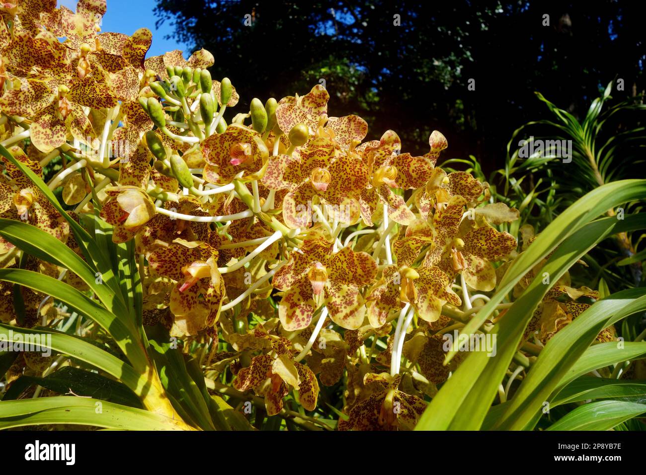 Blühendes Grammatophyllum speciosum, die größte Orchideenpflanzenart der Welt, Flecker Botanic Gardens, Edge Hill, Cairns, Queensland, Australien Stockfoto