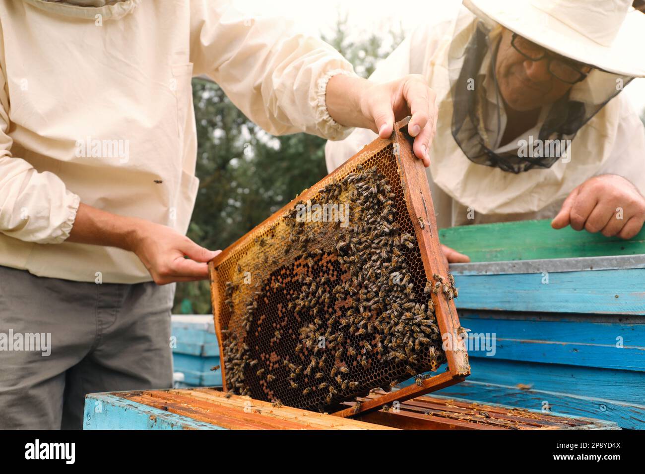 Imker in einheitlicher Honigernte in der Bienenstelle Stockfoto