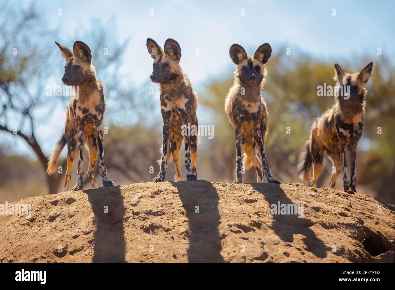 Afrikanisch gemalte Hunde in Wild Stockfoto