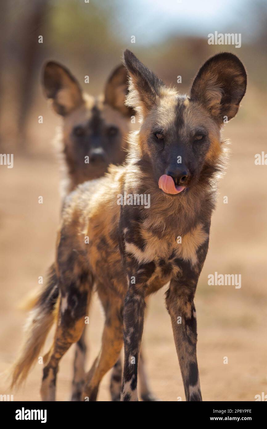 African Painted Dog in Wild Stockfoto