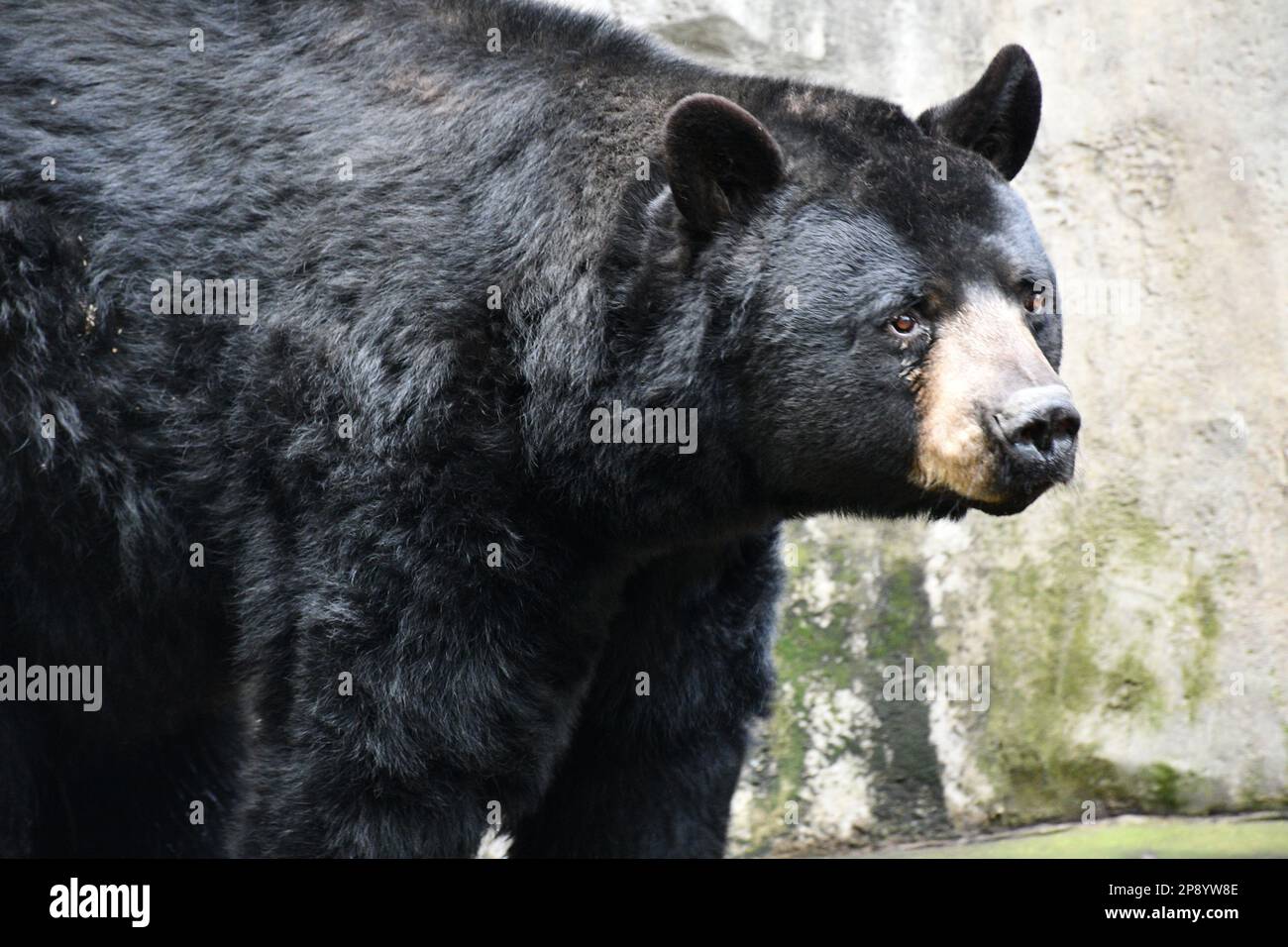 Tierfotos aus dem Zoo von Portland Stockfoto