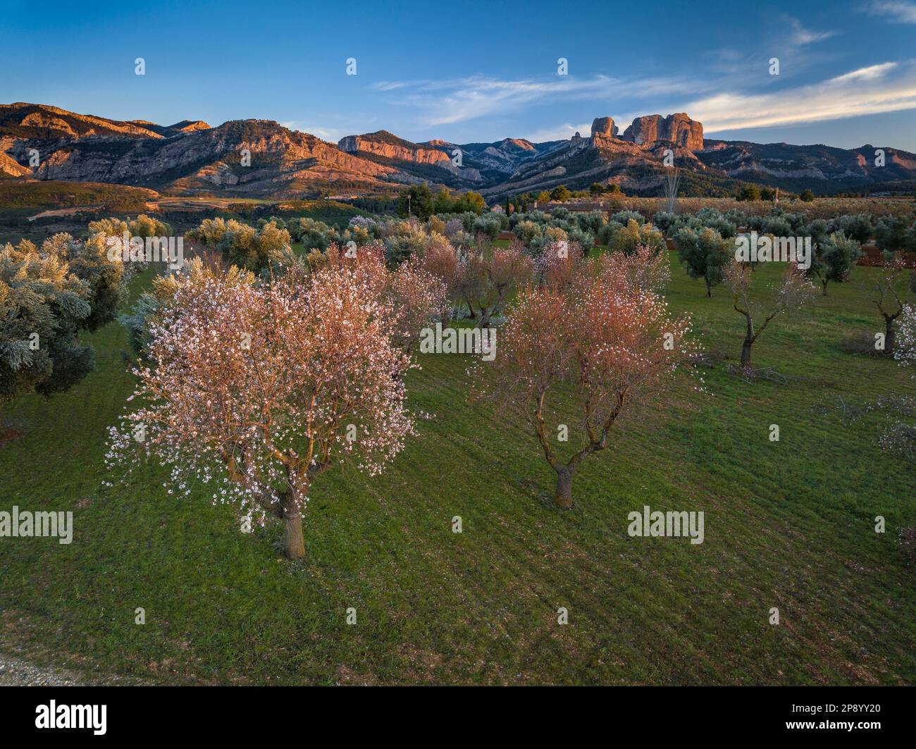 Luftaufnahme eines Sonnenuntergangs zwischen blühenden Mandel- und Olivenbäumen im Naturpark Roques de Benet und Els Ports (Tarragona, Spanien) Stockfoto