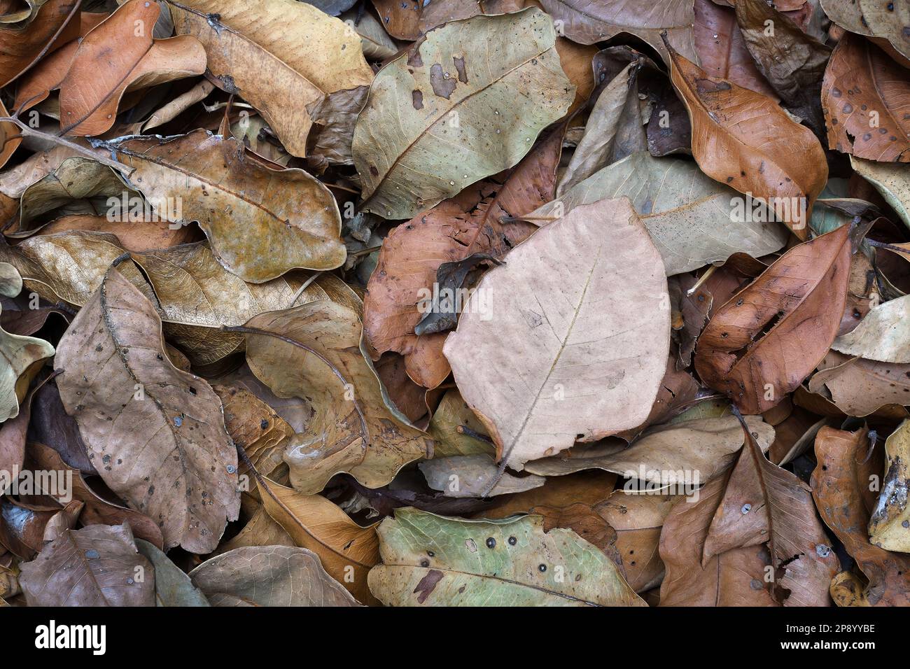 Eine flache Draufsicht auf einen Haufen trockener, verwelkter Herbst-/Herbstblätter, die das Bild in einem weichen, gleichmäßigen Licht füllen und in einem Studio aufgenommen werden Stockfoto