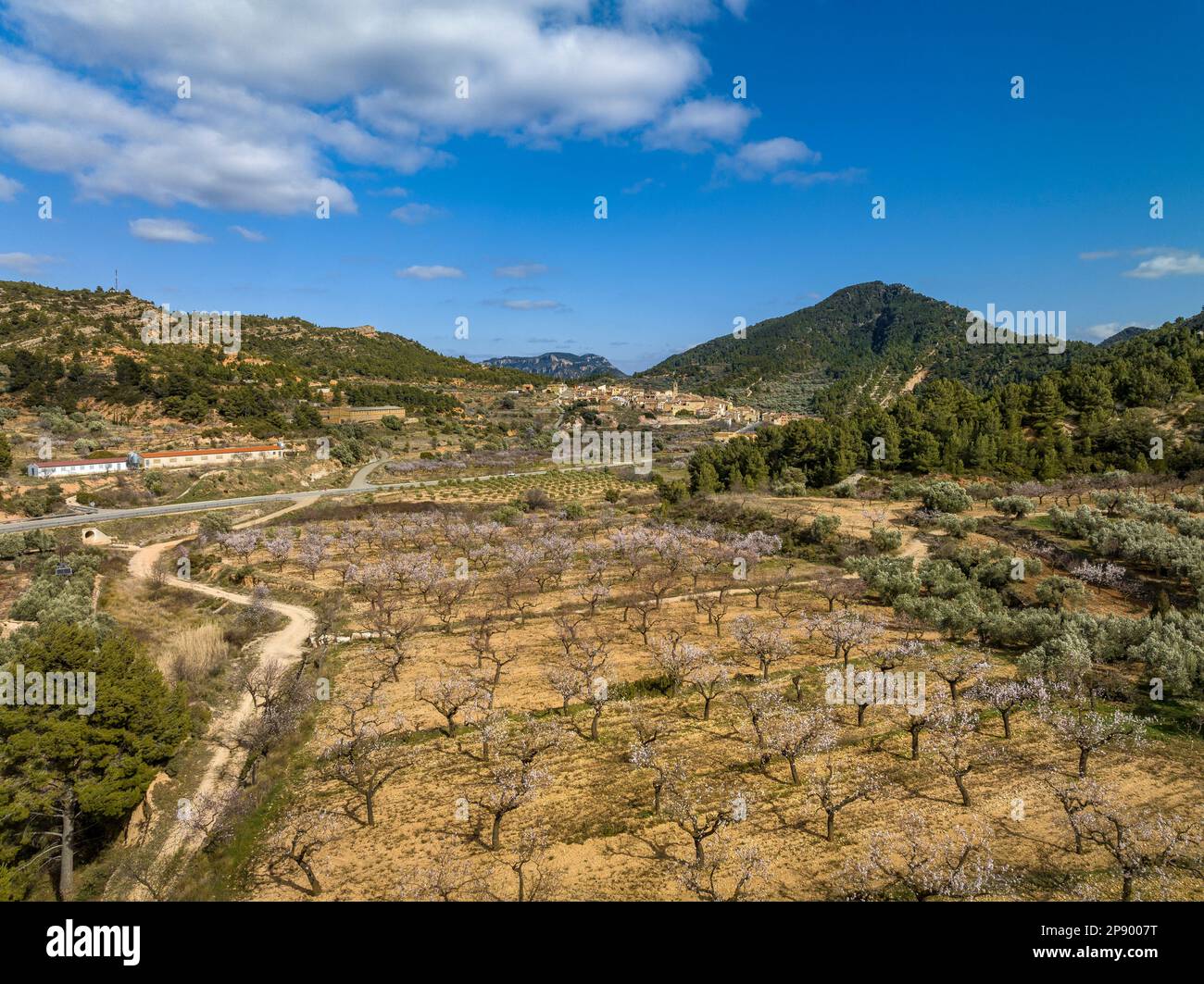 Blick aus der Vogelperspektive auf das Dorf Prat de Comte, umgeben von Feldern mit Olivenbäumen und Mandelbäumen, die im Frühling blühen (Terra Alta, Katalonien, Spanien) Stockfoto