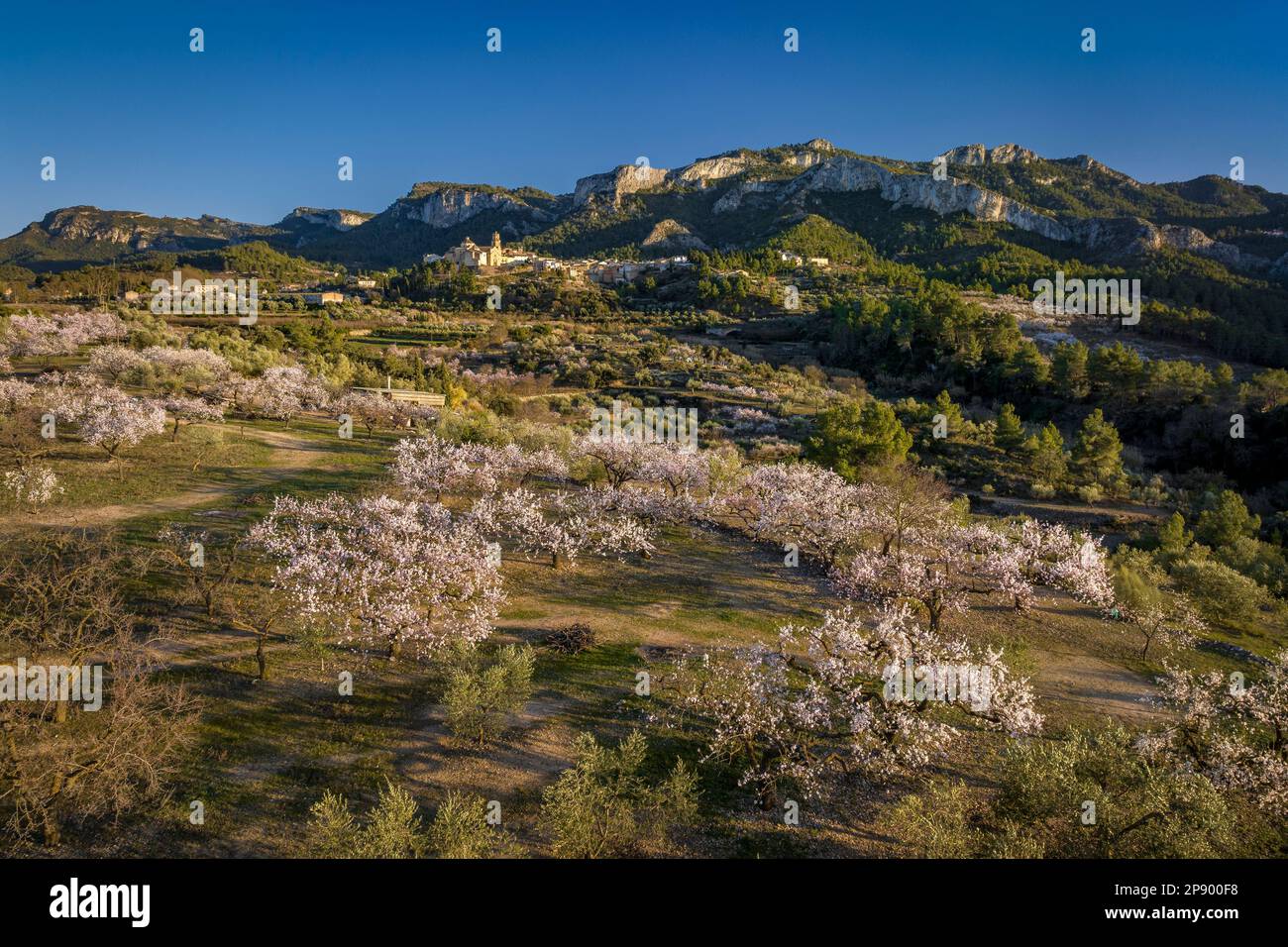 Blick aus der Vogelperspektive auf die Stadt Tivissa, die Serra de Tivissa Range und blühende Oliven- und Mandelbäume bei Sonnenuntergang im Frühling (Tarragona, Spanien) Stockfoto