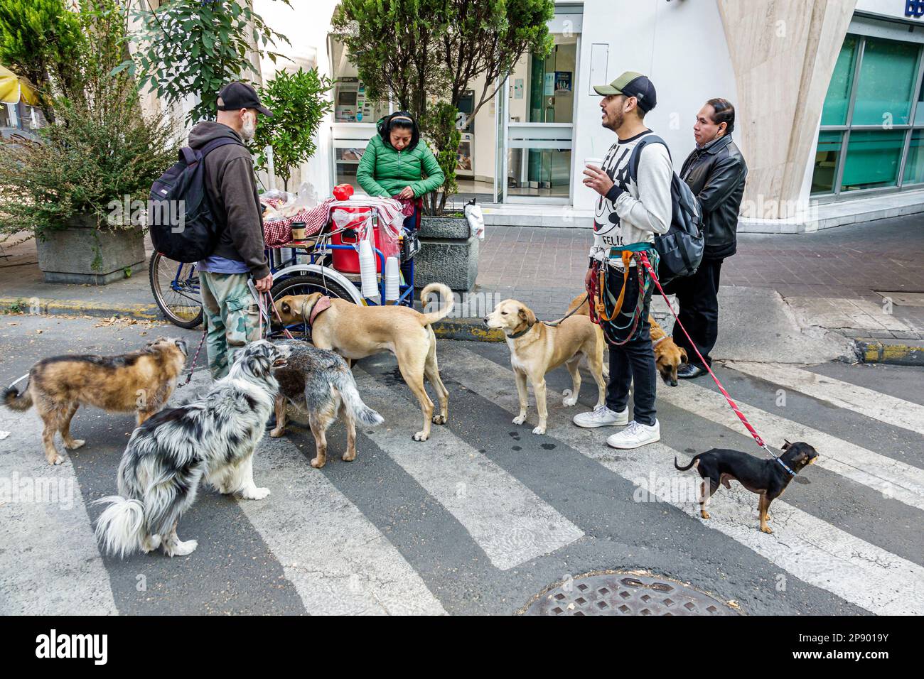 Mexiko-Stadt, Hunde, Spaziergänger, Spaziergänger, Männer, Frauen, Frauen, Erwachsene, Bewohner, Paare, Angestellte Stockfoto