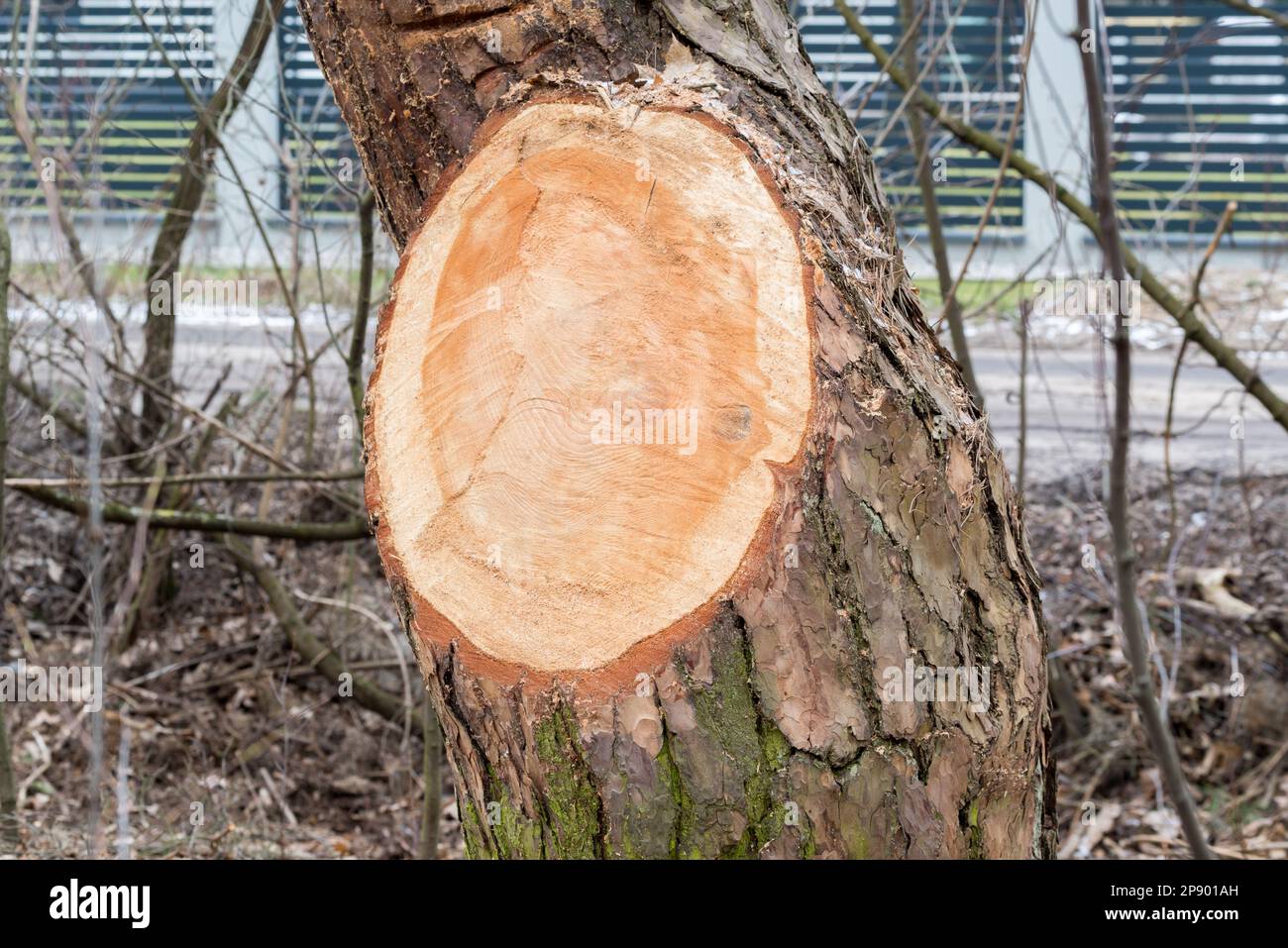 selektiver Fokus auf Tannenbaumzweige Stockfoto