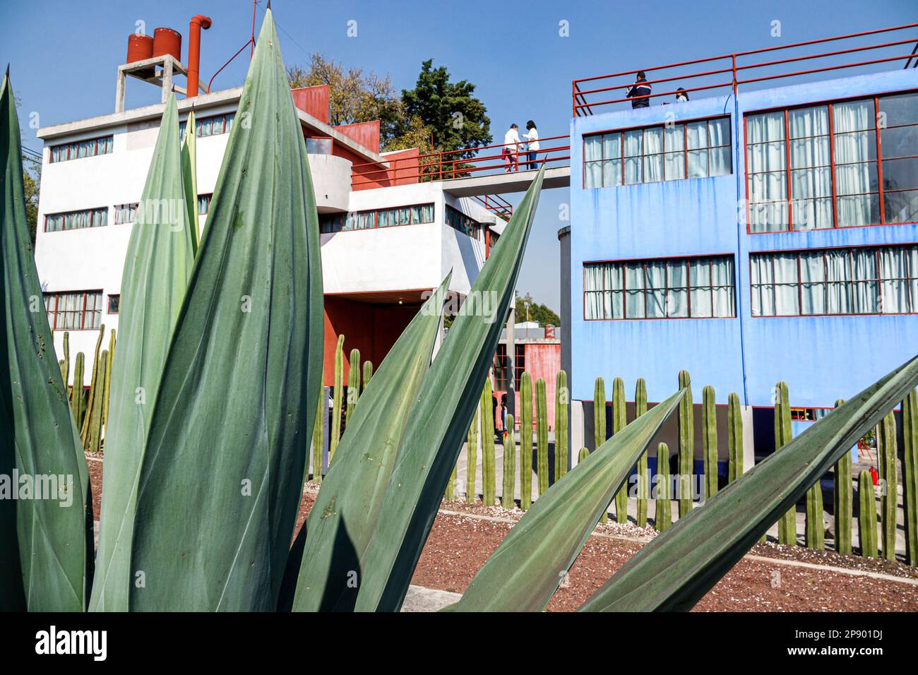 Mexiko-Stadt, San Angel Museo Casa Estudio Diego Rivera y Frida Kahlo, House Studio Museum, Architekt Juan O'Gorman, Kaktushecke, Agave Pflanze, Außenbereich Stockfoto