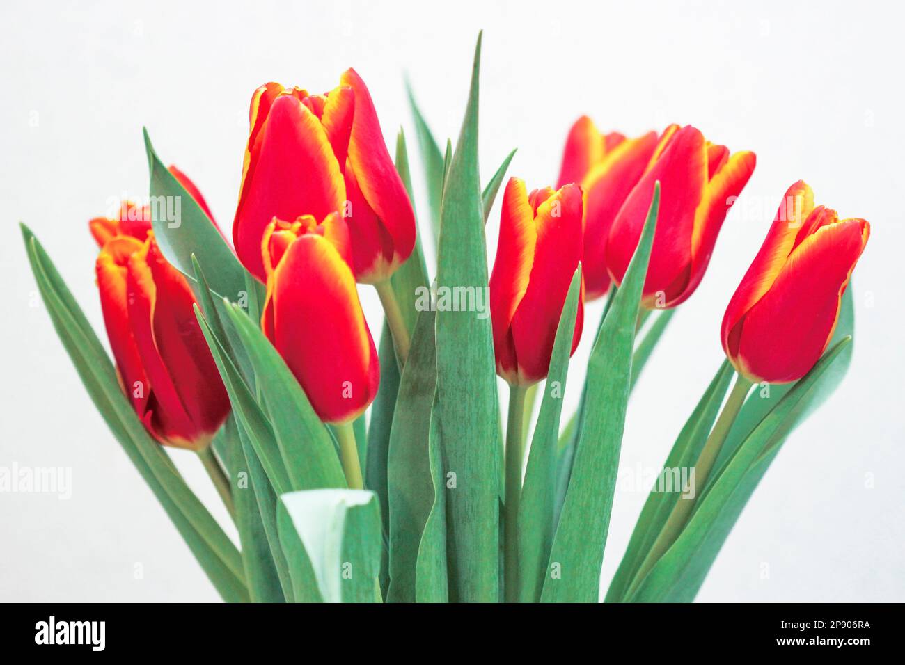 Blumenstrauß mit roten Tulpen auf weiß isoliert Stockfoto