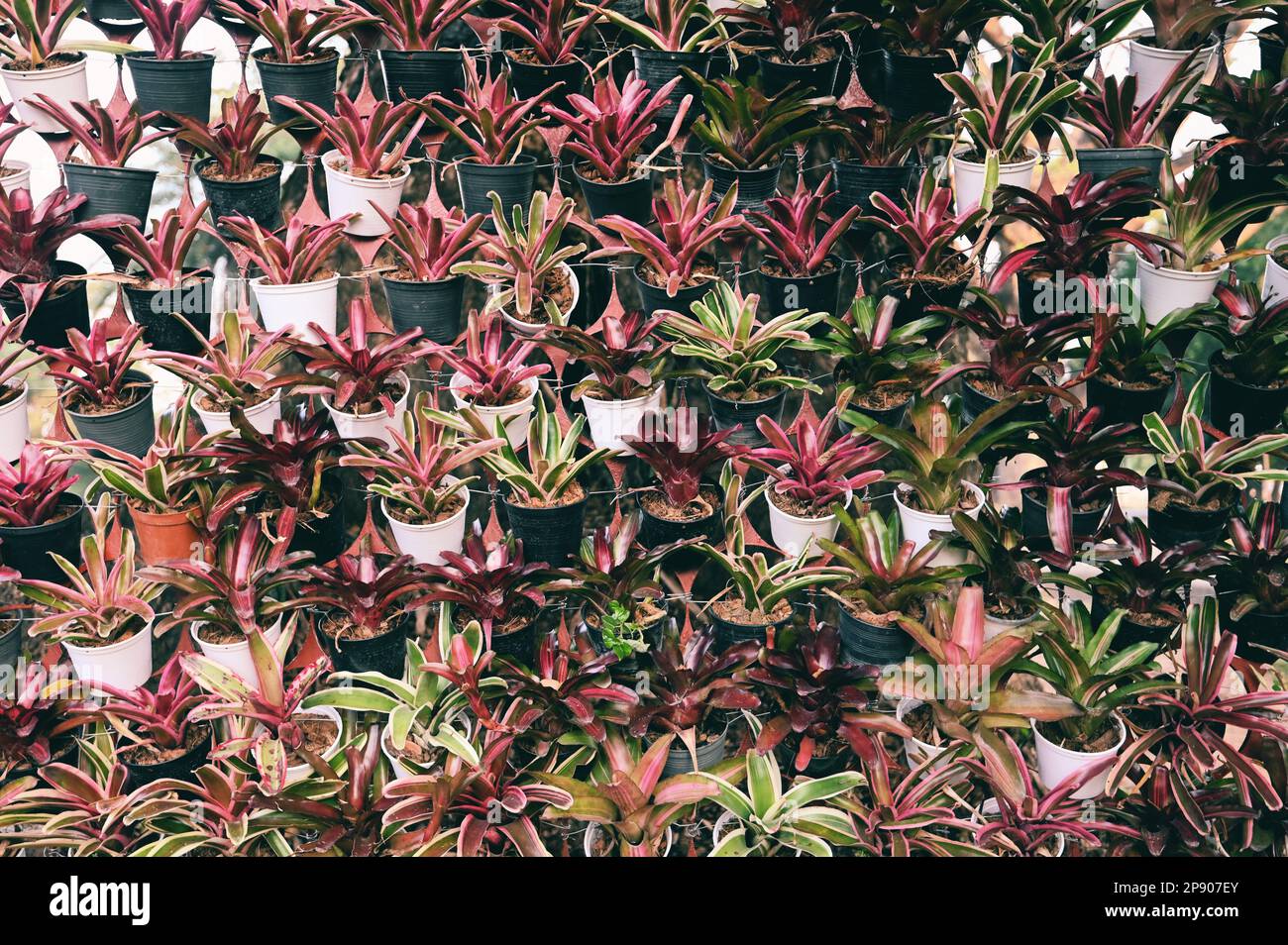 pflege von bonsai pflanzen Tipps zur Pflege deiner Pflanze : Ficus microcarpa ginseng –  PflanzenFuerAlle main image 1