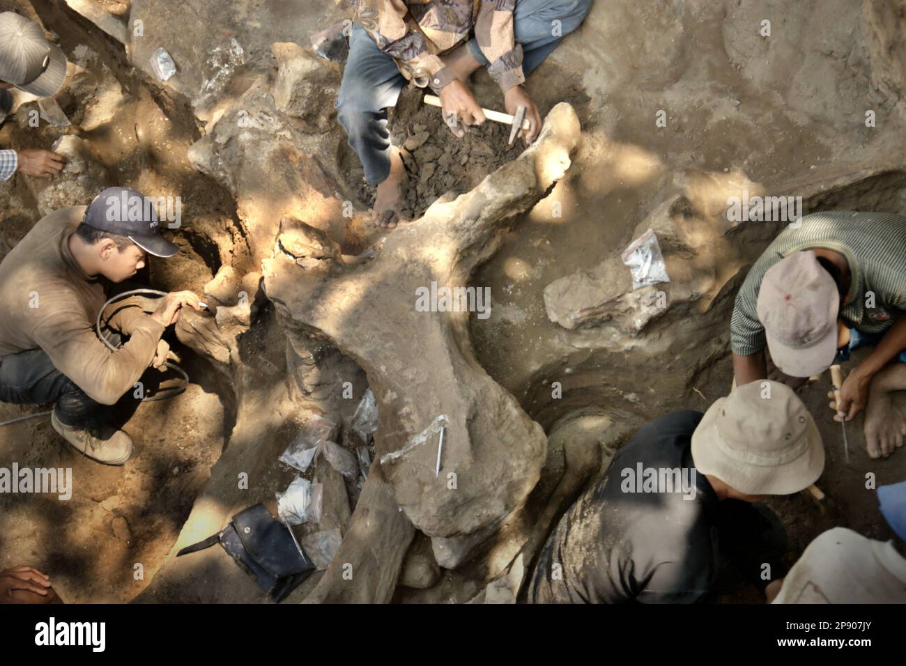 Paläontologen und Dorfbewohner arbeiten an der Ausgrabung von Fossilien einer ausgestorbenen Elefantenart, die wissenschaftlich als Elephas hysudrindicus oder allgemein als Blora Elefant bezeichnet wird, in Sunggun, Mendalem, Kradenan, Blora, Zentraljava, Indonesien. Während der Ausgrabung entdeckte ein Team von Wissenschaftlern von Vertebrate Research (Geologische Agentur, indonesisches Ministerium für Energie und mineralische Ressourcen) unter der Leitung der Paläontologen Iwan Kurniawan und Fachroel Aziz die Knochen der Spezies fast vollständig (ca. 90 Prozent), was es ihnen später ermöglichen würde, eine wissenschaftliche Rekonstruktion zu bauen, die... Stockfoto