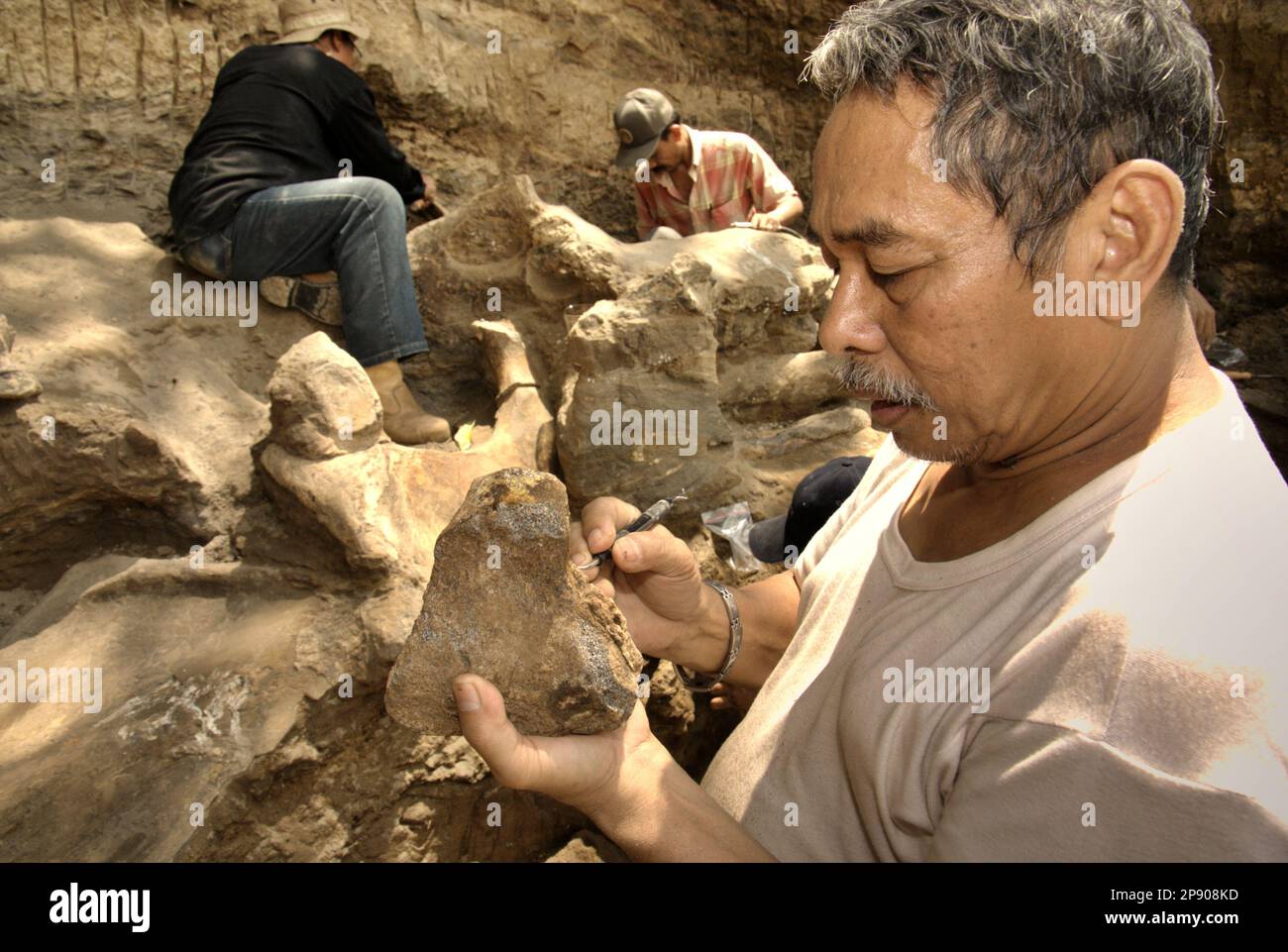 Fachroel Aziz, ein Forschungsprofessor für Vertebratenpaläontologie, wird an der Ausgrabungsstätte von Elephas hysudrindicus fotografiert – eine ausgestorbene Elefantenart, die während der Epoche des Pleistozän lebte, die später als „Blora Elefant“ bezeichnet wird – in Sunggun, Mendalem, Kradenan, Blora, Central Java, Indonesien. Stockfoto
