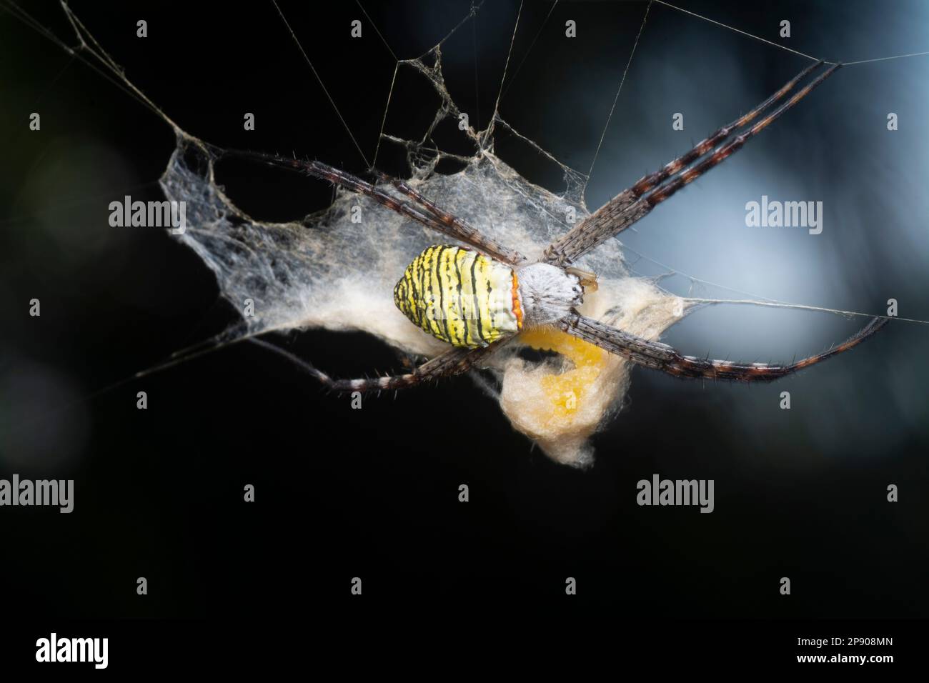 Gelbe Gartenspinne und der Eiersack hängen im Netz. Stockfoto