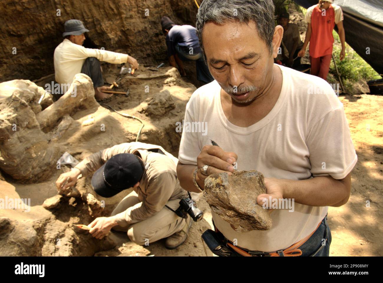 Fachroel Aziz, ein Forschungsprofessor für Vertebratenpaläontologie, wird an der Ausgrabungsstätte von Elephas hysudrindicus fotografiert – eine ausgestorbene Elefantenart, die während der Epoche des Pleistozän lebte, die später als „Blora Elefant“ bezeichnet wird – in Sunggun, Mendalem, Kradenan, Blora, Central Java, Indonesien. Stockfoto