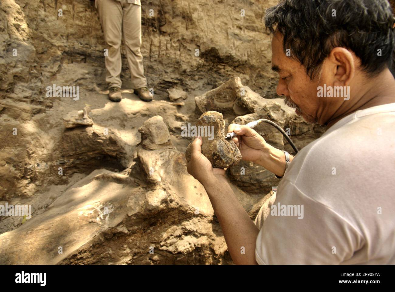 Fachroel Aziz, ein Forschungsprofessor für Vertebratenpaläontologie, wird an der Ausgrabungsstätte von Elephas hysudrindicus fotografiert – eine ausgestorbene Elefantenart, die während der Epoche des Pleistozän lebte, die später als „Blora Elefant“ bezeichnet wird – in Sunggun, Mendalem, Kradenan, Blora, Central Java, Indonesien. Stockfoto