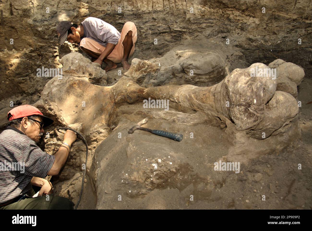 Fachroel Aziz, ein Forschungsprofessor für Vertebratenpaläontologie (trägt rote Baseballmütze), arbeitet mit einem Dorfbewohner während der Ausgrabung versteinerter Knochen von Elephas hysudrindicus – einer ausgestorbenen Elefantenart, die während der Epoche des Pleistozän lebte, die später als „Blora Elefant“ in Sungora, Mendora, Kradenan, Zentraljan, Kradenan, Kradenan, bekannt ist. Indonesien. Das Team von Wissenschaftlern von Vertebrate Research (Geologische Agentur, indonesisches Ministerium für Energie und mineralische Ressourcen) unter der Leitung der Paläontologen Iwan Kurniawan und Aziz selbst entdeckte die Knochen der Spezies fast vollständig (etwa 90 Prozent... Stockfoto