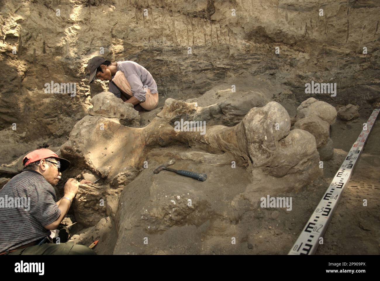 Fachroel Aziz, ein Forschungsprofessor für Vertebratenpaläontologie (trägt rote Baseballmütze), arbeitet mit einem Dorfbewohner während der Ausgrabung versteinerter Knochen von Elephas hysudrindicus – einer ausgestorbenen Elefantenart, die während der Epoche des Pleistozän lebte, die später als „Blora Elefant“ in Sungora, Mendora, Kradenan, Zentraljan, Kradenan, Kradenan, bekannt ist. Indonesien. Das Team von Wissenschaftlern von Vertebrate Research (Geologische Agentur, indonesisches Ministerium für Energie und mineralische Ressourcen) unter der Leitung der Paläontologen Iwan Kurniawan und Aziz selbst entdeckte die Knochen der Spezies fast vollständig (etwa 90 Prozent... Stockfoto